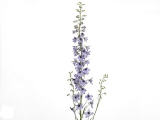 Delphinium Summer Angel