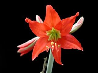 Hippeastrum Gold Metal