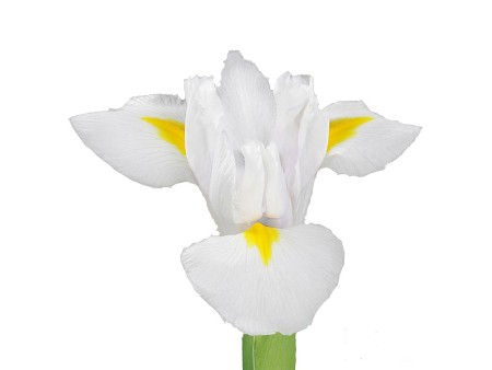 Iris White Magic
