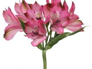 Αλστρομέρια Hercules