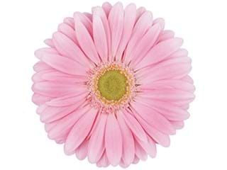 Ζέρμπερες Plot