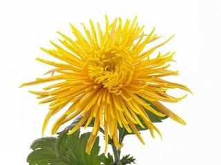 1Hd Chrysanthemum Dilana Yellow