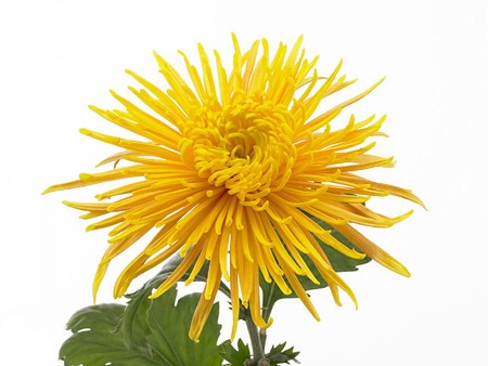 1Hd Χρυσάνθεμα Dilana Yellow