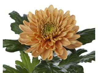 1Hd Chrysanthemum Rossano Or