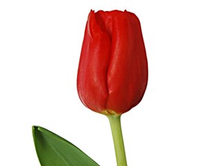 Τουλίπες Escape