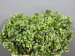 Pittosporum