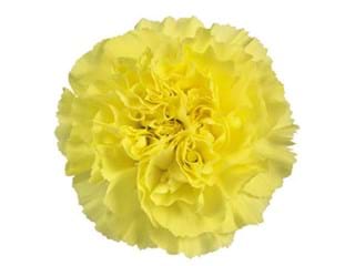 Γαρύφαλλα Kerio