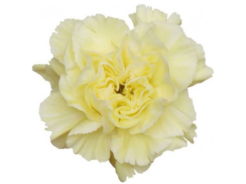 Dianthus Natalia