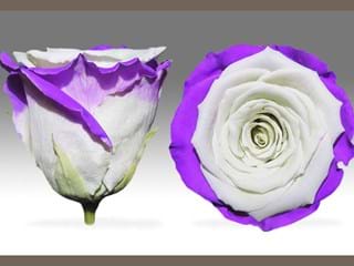 Forever Λευκο Μωβ