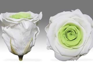 Forever Λευκο Πρασινο