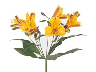 Αλστρομέρια Orange Queen