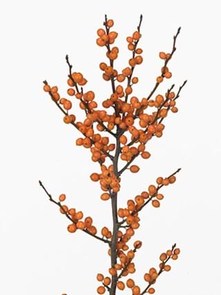 Ilex Winter Gold