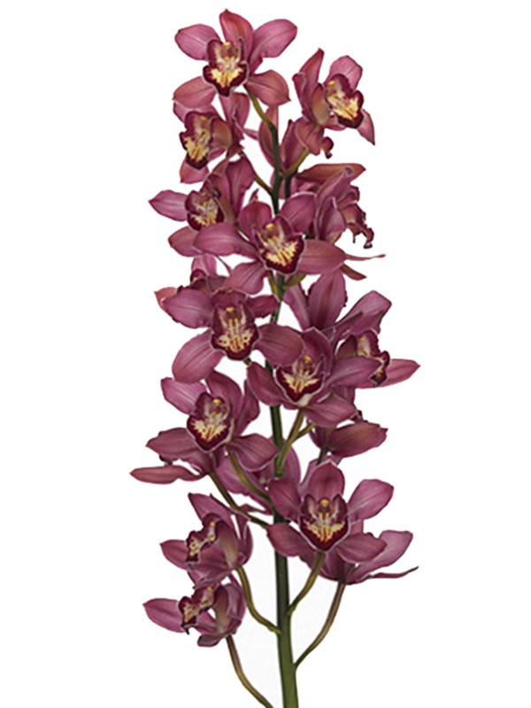 Cymbidium Diana