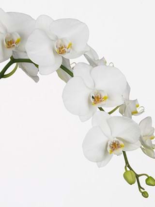 Phalaenopsis Sofia