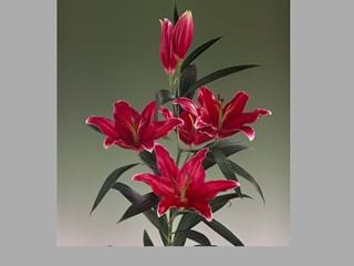 Λιλιουμ Or El Santo