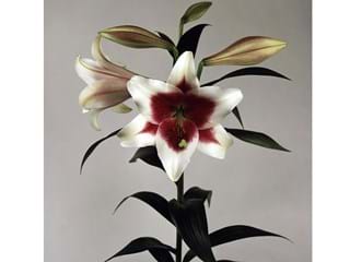 Λιλιουμ Longiflorum Triumphator