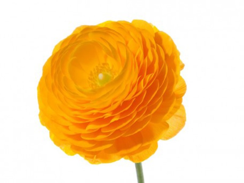 Νεραγκούλα Elengance Orange