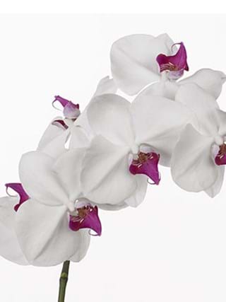 Phalaenopsis Delmonte