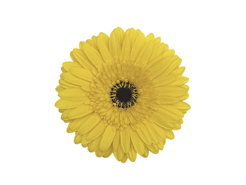 Ζέρμπερες Yellow