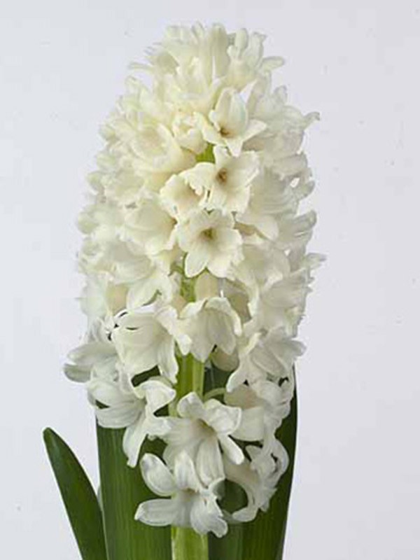 Hyacinthos Aiolos