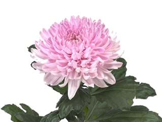 1HD Chrysanthemum Anastasia Cream
