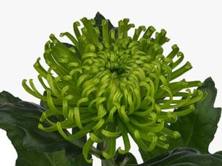 1hd Anastasia D Green