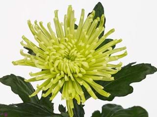1HD Chrysanthemum Anastasia Lime
