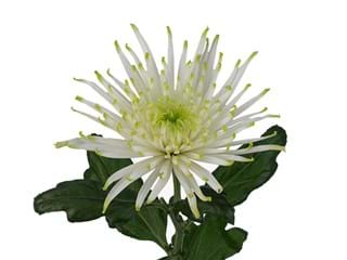 1Hd Chrysanthemum Anastasia Star White