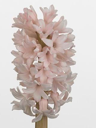 Hyacinthos Anna Marie