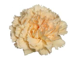 Γαρύφαλλα Apple Tea