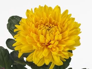 1Hd Chrysanthemum Astro Golden