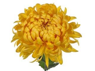 1Hd Chrysanthemum Avignon Bronze