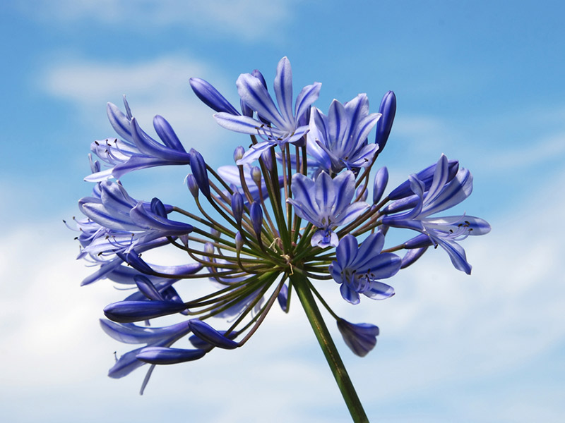 Agapanthus