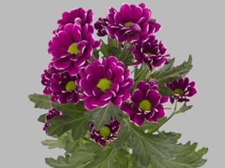 Χρυσάνθεμα Alamos