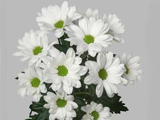 Χρυσάνθεμα Alero White