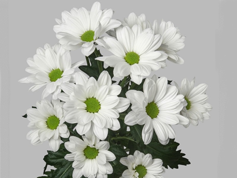 Χρυσάνθεμα Alero White