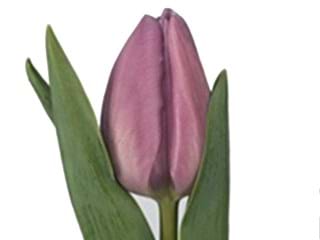 Τουλίπες Alibi