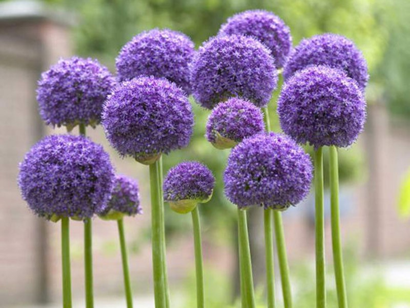 Allium Purple