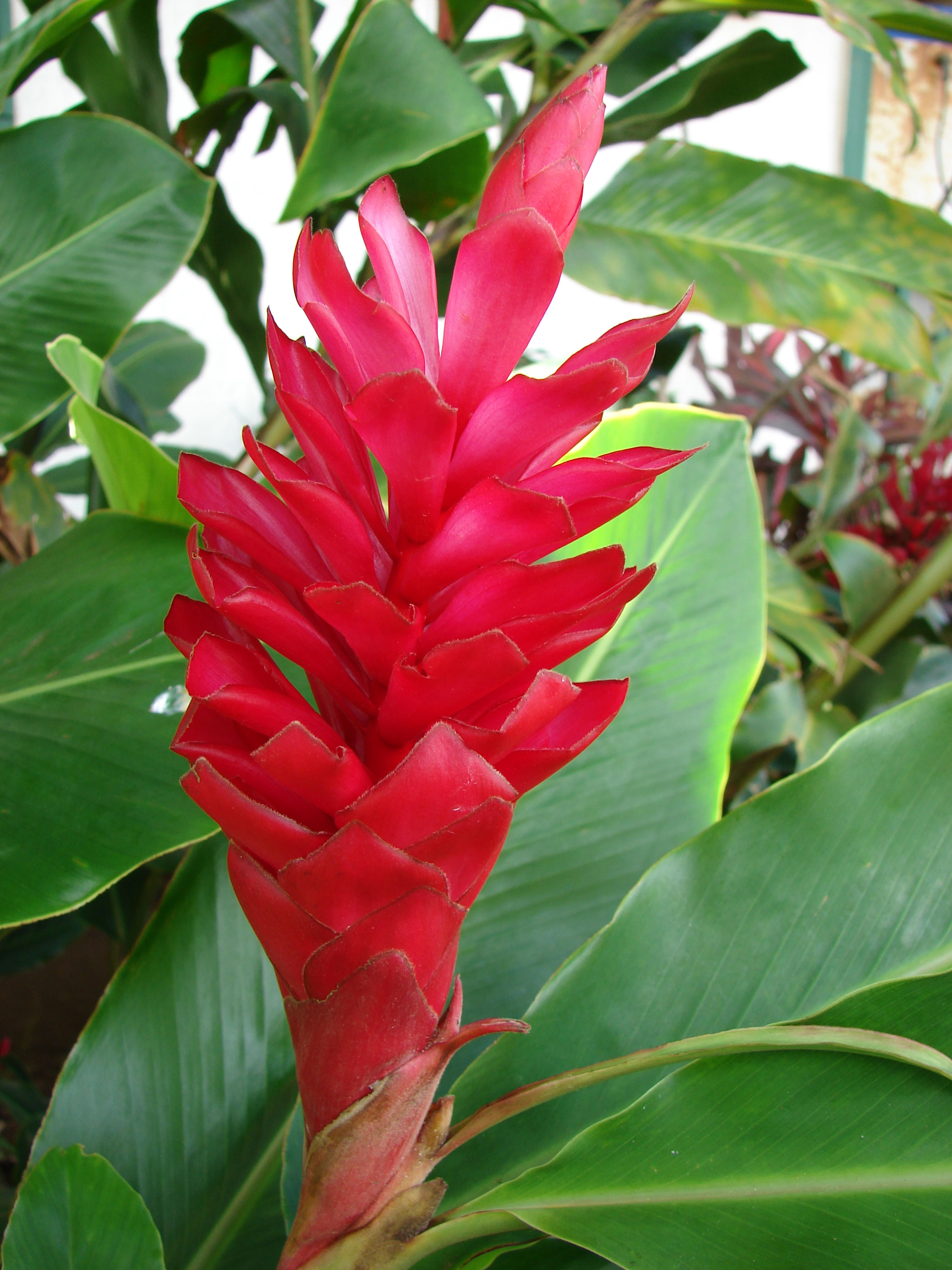 Alpinia Purpurata Red