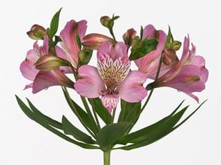 Αλστρομέρια Adelaide