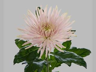 1Hd Chrysanthemum Anastasia Star Pink