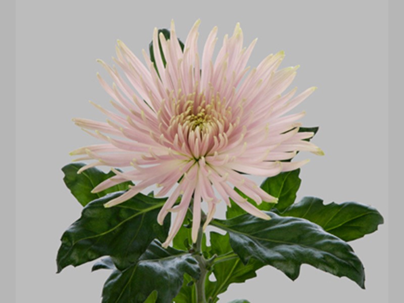 1Hd Χρυσάνθεμα Anastasia Star Pink