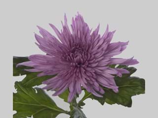 1HD Chrysanthemum Anastasia Lilac
