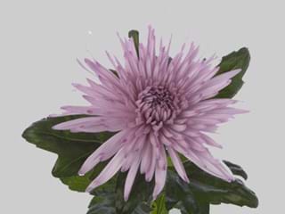 1Hd Chrysanthemum Anastasia Pink