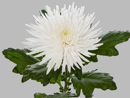 1hd Χρυσάνθεμα Anastasia White