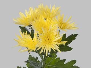 Χρυσάνθεμα Anastasia Sunny