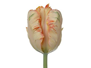 Τουλίπες Apricot Parrot