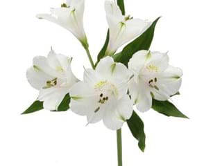 Αλστρομέρια Avalanche