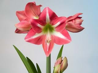 Hippeastrum Avanti