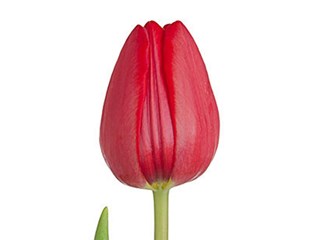 Τουλίπες Avenue